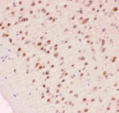 2 - Anti-APE1 Picoband Antibody ABO11829