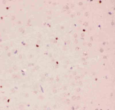 2 - Anti-APE1 Picoband Antibody ABO11829