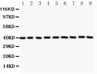 1 - Anti-APE1 Picoband Antibody ABO11829
