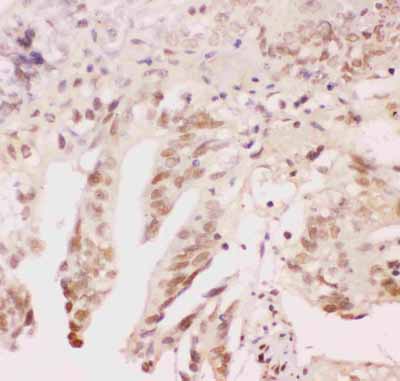2 - Anti-ATF1 Picoband Antibody ABO11831