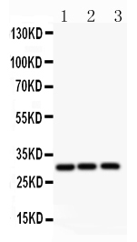 1 - Anti-ATF1 Picoband Antibody ABO11831