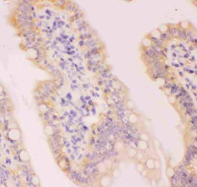 2 - Anti-MCL1 Picoband Antibody ABO11833