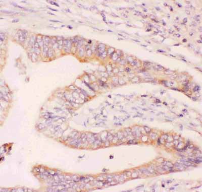 2 - Anti-MCL1 Picoband Antibody ABO11833