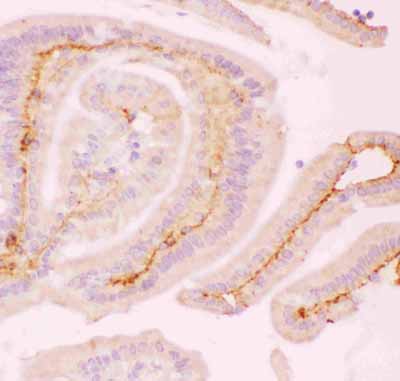 2 - Anti-MCL1 Picoband Antibody ABO11833