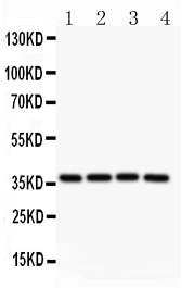 1 - Anti-MCL1 Picoband Antibody ABO11833