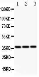 1 - Anti-Bmi1 Picoband Antibody ABO11834
