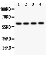 1 - Anti-Bub1 Picoband Antibody ABO11836