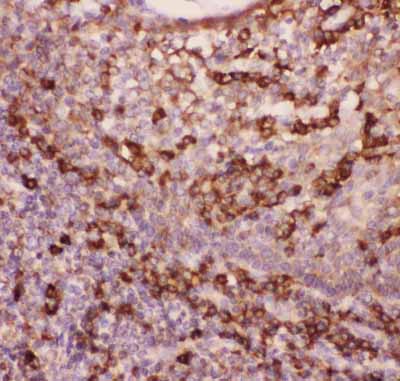 2 - Anti-CD11b Picoband Antibody ABO11839