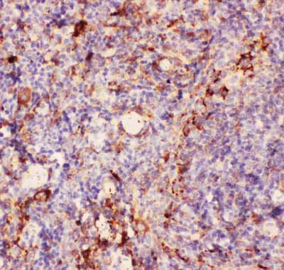 2 - Anti-CD11b Picoband Antibody ABO11839