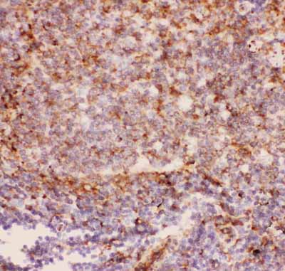 2 - Anti-CD11b Picoband Antibody ABO11839