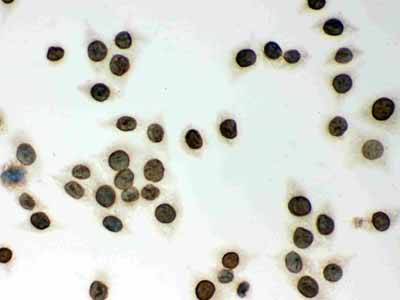 8 - Anti-CD18 Picoband Antibody ABO11840