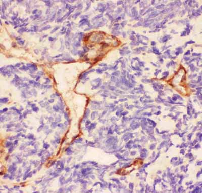 2 - Anti-Laminin Picoband Antibody ABO11841