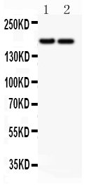 1 - Anti-Laminin Picoband Antibody ABO11841
