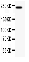 1 - Anti-MUC4 Picoband Antibody ABO11845