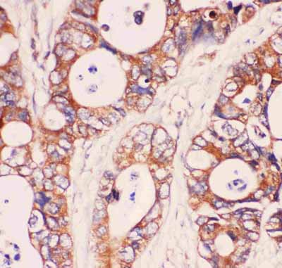 2 - Anti-MyD88 Picoband Antibody ABO11846