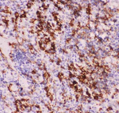 2 - Anti-MyD88 Picoband Antibody ABO11846