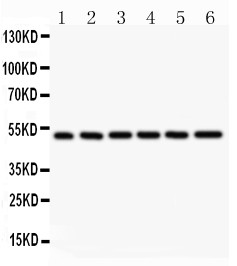 1 - Anti-NFkB p105/P50 Picoband Antibody ABO11847