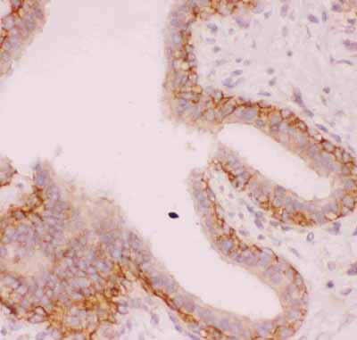2 - Anti-SLC9A1 Picoband Antibody ABO11849
