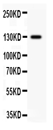 1 - Anti-PROM1 Picoband Antibody ABO11853