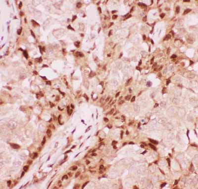 2 - Anti-RUNX1/AML1 Picoband Antibody ABO11854