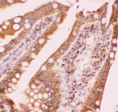 2 - Anti-RUNX1/AML1 Picoband Antibody ABO11854