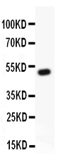 1 - Anti-RUNX1/AML1 Picoband Antibody ABO11854