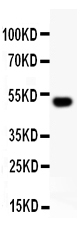 1 - Anti-RUNX2 Picoband Antibody ABO11855