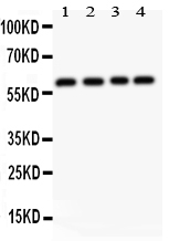 1 - Anti-RUNX2 Picoband Antibody ABO11855