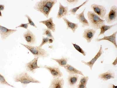 8 - Anti-Caveolin-1 Picoband Antibody ABO11861