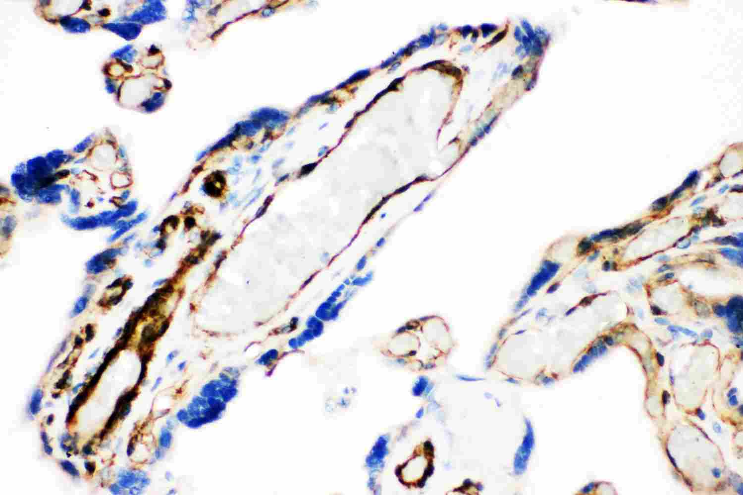 2 - Anti-Caveolin-1 Picoband Antibody ABO11861