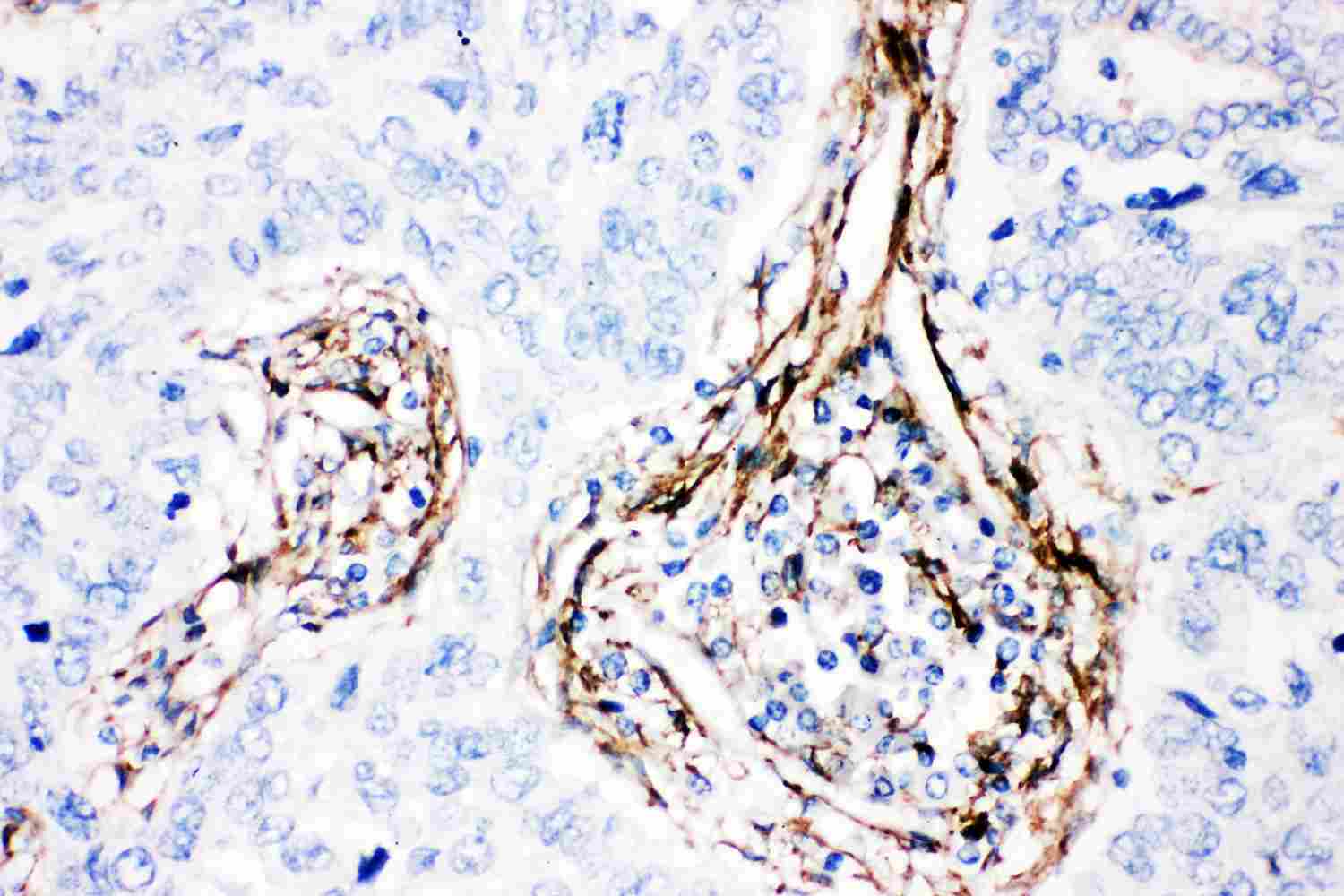 2 - Anti-Caveolin-1 Picoband Antibody ABO11861