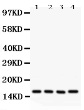 1 - Anti-Caveolin-2 Picoband Antibody ABO11862