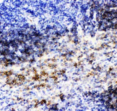 2 - Anti-CD79b Picoband Antibody ABO11864