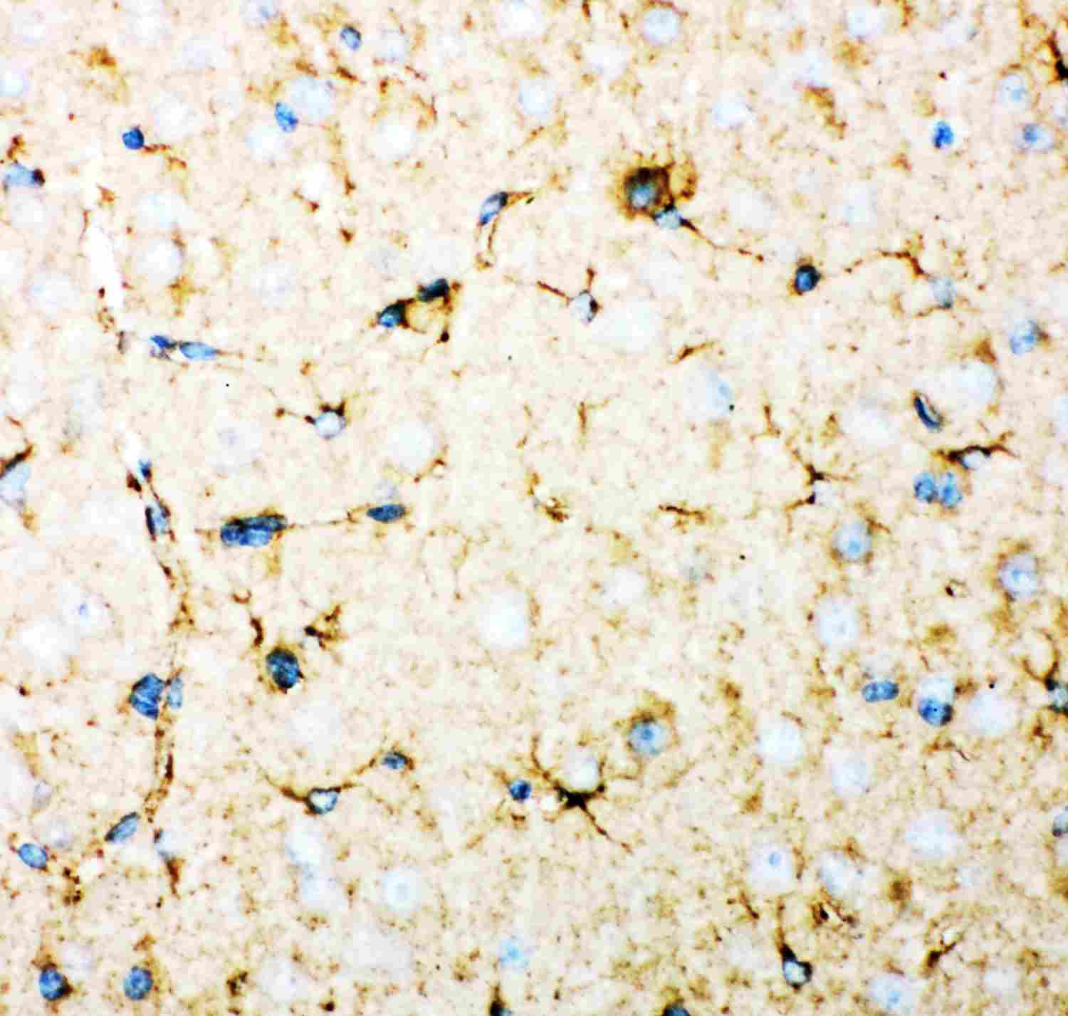2 - Anti-DHFR Picoband Antibody ABO11868