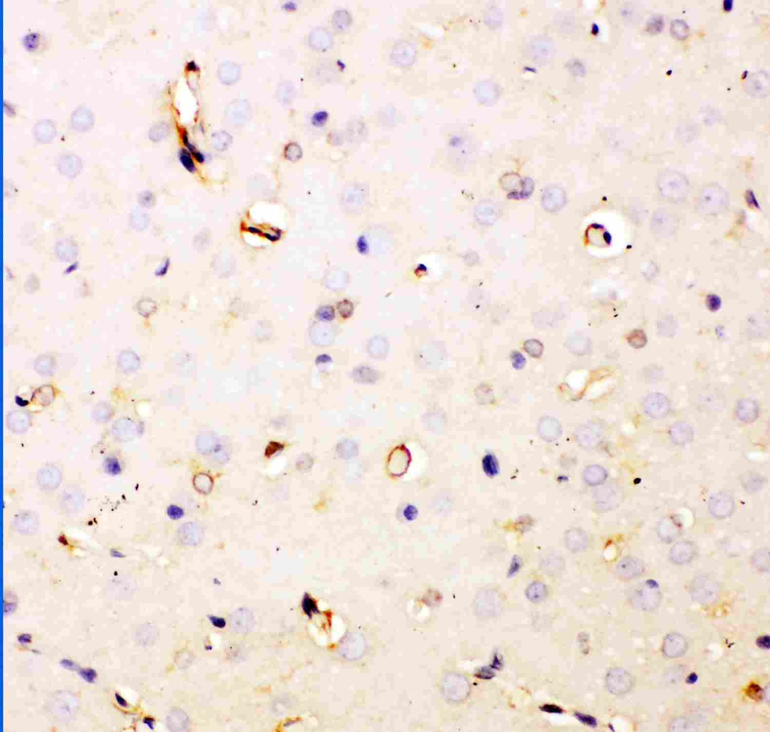 2 - Anti-DHFR Picoband Antibody ABO11868