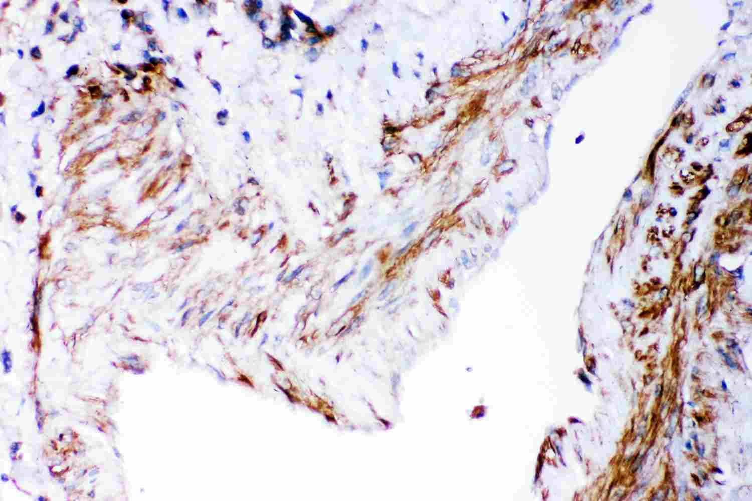 2 - Anti-DHFR Picoband Antibody ABO11868