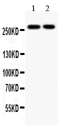 1 - Anti-KAT3B/p300 Picoband Antibody ABO11870