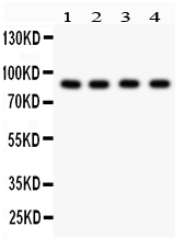 1 - Anti-Furin Picoband Antibody ABO11874