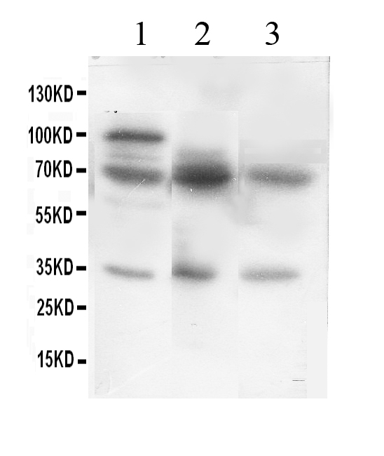 1 - Anti-GAD67 Picoband Antibody ABO11875