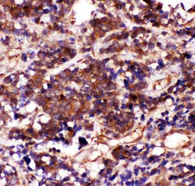 2 - Anti-Caspase 3 Antibody ABO11880