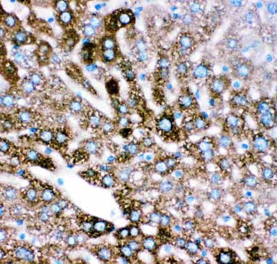 2 - Anti-CYP2E1 Picoband Antibody ABO11881