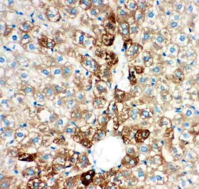 2 - Anti-CYP2E1 Picoband Antibody ABO11881