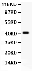 1 - Anti-EDA Picoband Antibody ABO11882