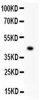 1 - Anti-EDA Picoband Antibody ABO11882