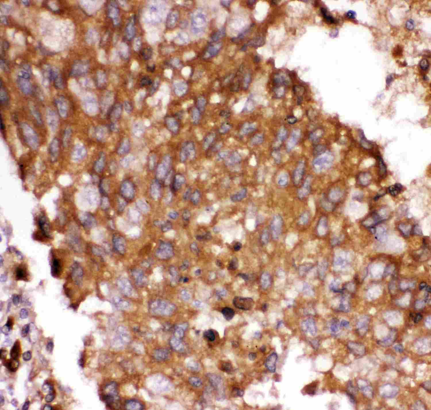 2 - Anti-FOXO3A Picoband Antibody ABO11887