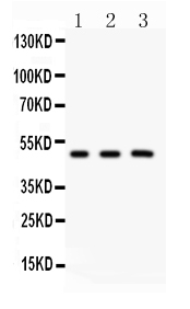 1 - Anti-GATA3 Picoband Antibody ABO11890