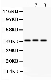 1 - Anti-GATA5 Picoband Antibody ABO11891