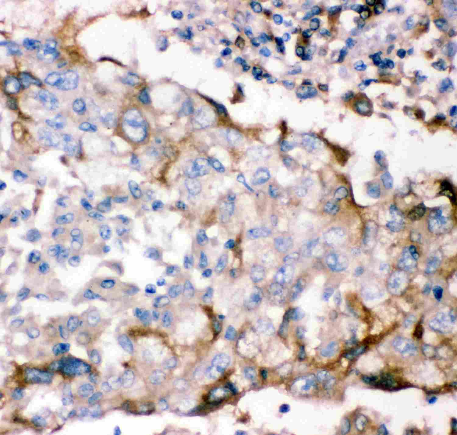 2 - Anti-GFRA1 Picoband Antibody ABO11893
