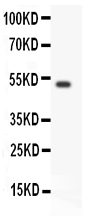 1 - Anti-GFRA1 Picoband Antibody ABO11893
