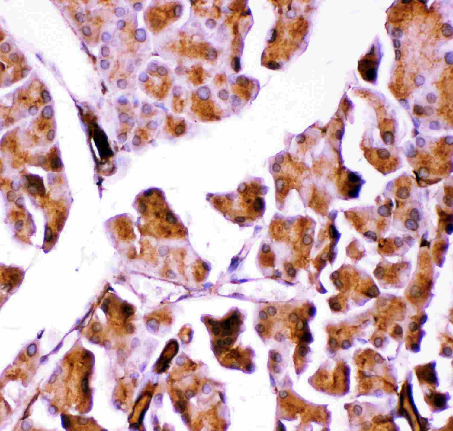 2 - Anti-GPX1 Picoband Antibody ABO11894